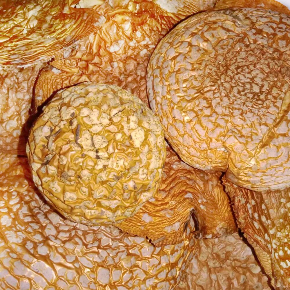 Orange AM Fly Mush Caps For Decor - Dried - 14grs